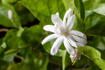 Obraz na płótnie Canvas Jasimine white flowers