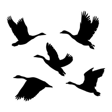 Silhouette of a Flaying Grouse, Duck Set, illustration vector