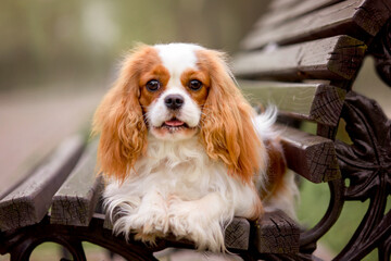 adult dog cavalier king charles spaniel on the bench in the evening
