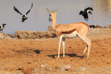 Springbok in natural habitat in Etosha National Park in Namibia.
