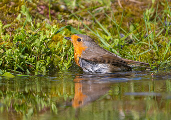 The European robin bird drinks and swims in a forest pond on a hot summer day
