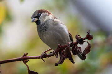 sparrow on a branch