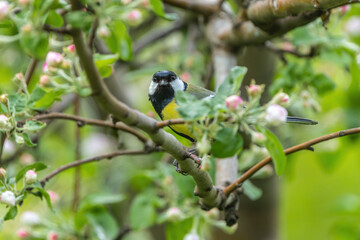 n early spring, the bird Parus major sits on a branch of a blooming apple tree among beautiful pink flowers