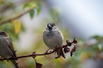 sparrow on a branch of a tree