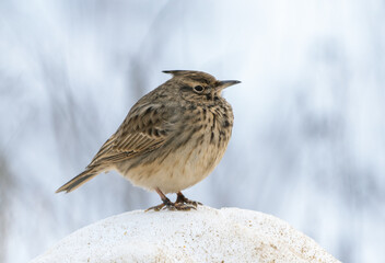 Bird Galerida cristata close-up on a snowdrift on a winter frosty day