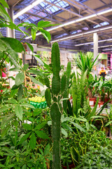 Large green cereus cactus in a plant store. Sale of exotic plants