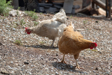 free range chicken