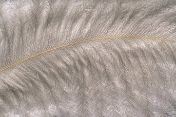 A fragment of an ostrich feather with a beautiful structure and patterns of white color in a contoured light on a black background