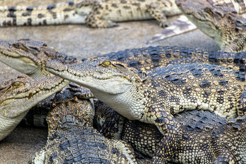 Crocodiles crawling over each other. Many small crocodiles on heap.