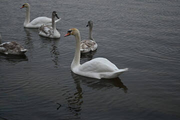 Mute swans pair of swans, gray young swans swimming in winter climate change global warming, unfrozen water white mute swan bird floating winter, swan fidelity, bird migration, sustainable development