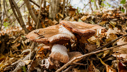 mushroom in the grass