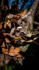 mushrooms in the forest