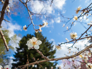 梅林に咲く白梅の花　早春イメージ