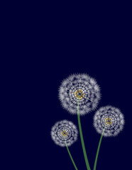 Obraz premium Dandelion, a plant that spreads its seeds in such an original way. Black background.