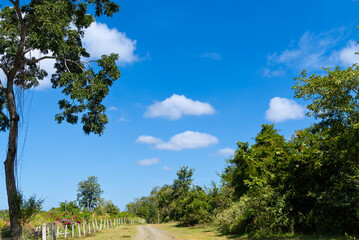 The clear sky and the atmosphere of the countryside, dirt roads. A park for sightseeing on both sides of the beautiful nature.