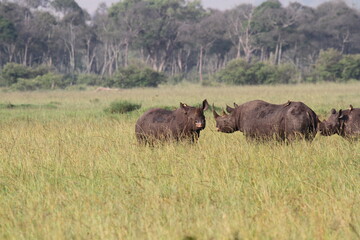 Obraz premium A rhino family is grazing in the savana almost hidden by tall grass