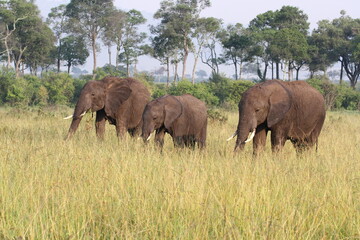 Fototapeta premium Two adult elephant and a grown-up calf grazing in dry grass, trees at backgoound