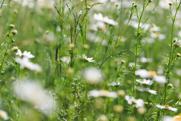 Chamomile flowers field. A beautiful natural scene with blooming medical flowers. Summer background.