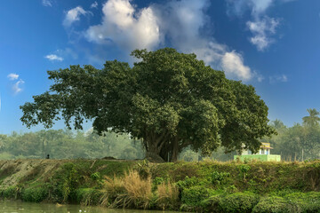 Obraz premium The solitary tree on the bank of the river