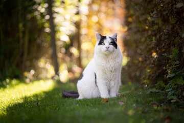 white black cat sitting on the lawn in sunny garden outdoors looking at camera