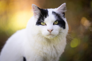 Naklejka na ściany i meble close up portrait of white and black cat looking at camera outdoors in nature