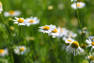 Chamomile flowers field. A beautiful natural scene with blooming medical flowers. Summer background.