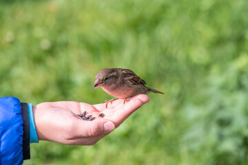 The boy feeds the birds with seeds from his hand. Sparrow eats seeds from the boy's hand