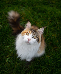 Naklejka na ściany i meble high angle view of calico maine coon cat sitting on green grass looking up at camera curiously