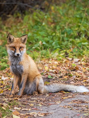 Close up of a red fox Vulpes vulpes, sitting on a path in the forest.