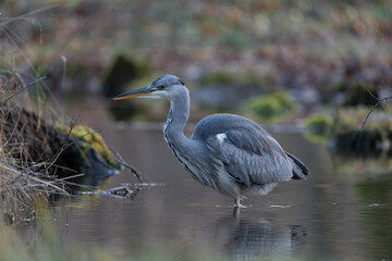 grey heron
