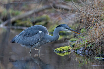 grey heron