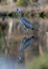 grey heron
