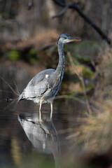 grey heron