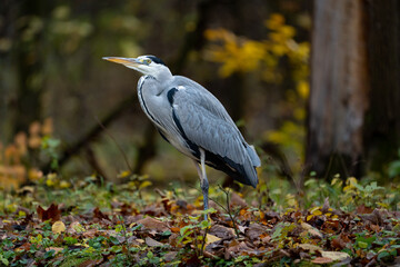 grey heron