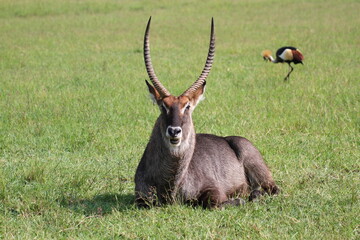 Waterbuck with huge horns sitting on green grass. Crown crane to the right. 