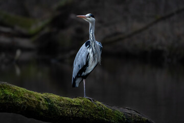 grey heron
