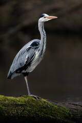 grey heron