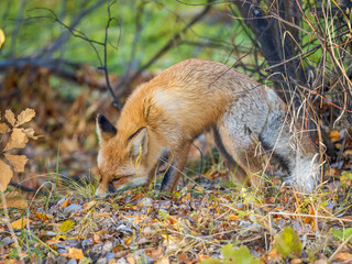 The red fox Vulpes vulpes walks along a path in the forest.