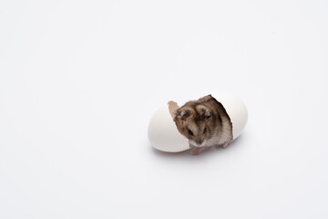 newborn hamster - obrazy, fototapety, plakaty
