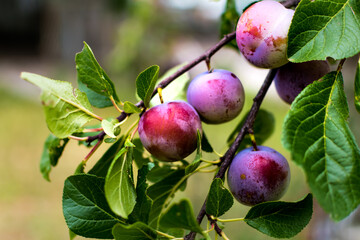 Wild plum tree in an orchard in France in summer. Blue and violet plums in garden, prunus domestica
