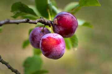 Wild plum tree in an orchard in France in summer. Blue and violet plums in garden, prunus domestica