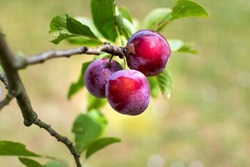 Wild plum tree in an orchard in France in summer. Blue and violet plums in garden, prunus domestica