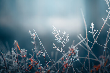 Frost-covered trees in winter forest. Macro image