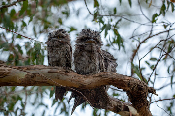 tawny frogmouths