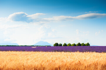 Wheat field and lavender field in Provence, France