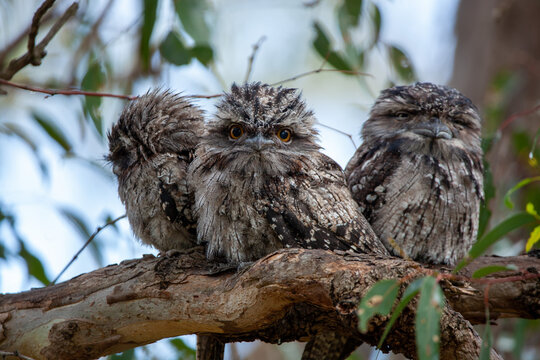 tawny frogmouth babies