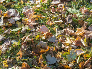 Orange, brown and yellow fallen oak leaves in the sunlight.