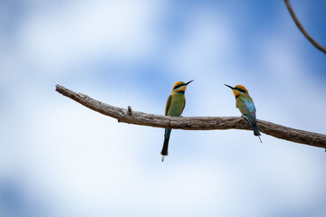 rainbow bee-eaters
