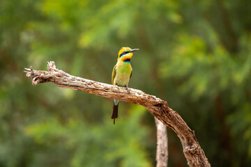 rainbow bird