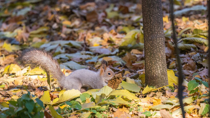Squirrel in autumn hides nuts on the green grass with fallen yellow leaves
